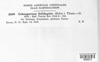 Coleosporium asterum image